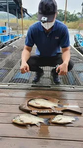 고삼지 우중전 덩어리 조황입니다.