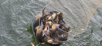 넷째주말 금,토 힐링 양평 수곡낚시터 조황, 붕어 방류