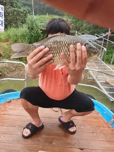 양촌좌대 상류권 사짜붕어 소식입니다.