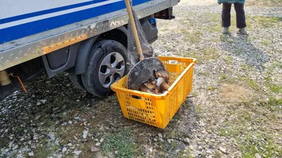 아산 명품 월랑낚시터 4월 세번째 조황 이야기입니다...^^