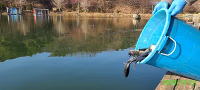 동절기 붕어낚시 수곡낚시터 주말 붕어방류 및 조황, 수상좌대 할인 안내