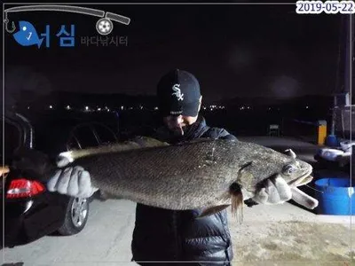 5월22일 어심바다낚시터조황