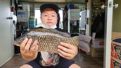 고삼지 상류권 연일 사짜붕어 기록중!!