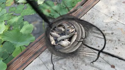 아산 명품 월랑낚시터 6월 세번째 조황이야기입니다...^^