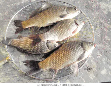 주중 신봉지 에서는....