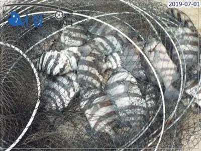 7월1일 어심바다낚시터조황