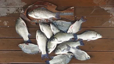 고삼지 양촌좌대 포인트 마리수 타작!!!