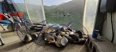 5월 첫주 금,토요일 주말 수곡낚시터 조황 및 붕어방류 안내