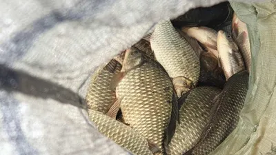 아산 명품 월랑낚시터 3월 네번째 조황이야기입니다...^^