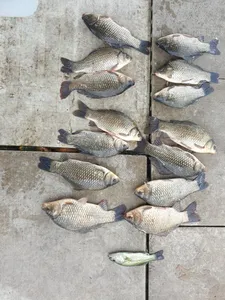 아산 명품 월랑낚시터 9월 마지막 조황이야기입니다...^^