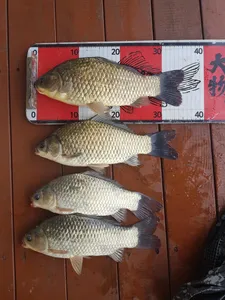 송전지 제일좌대 조황입니다.