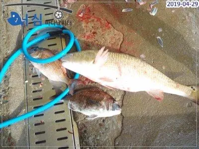 4월29일어심바다낚시터조황