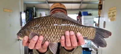 고삼지 주말 덩어리 소식 입니다.