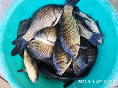 화곡낚시터 조황정보