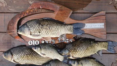 고삼지 상류권 수초포인트 사짜조황!