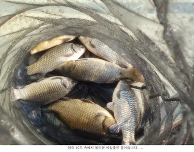 12월 세번째 주말 조황입니다....