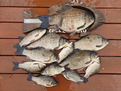 고삼지 덩어리 마리수 조황입니다.