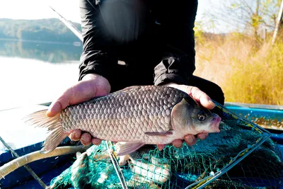 안성 두메낚시터 11월5일 조황안내. 