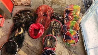 반제낚시터 조황정보와 잔교30미터 비닐막공사완료 