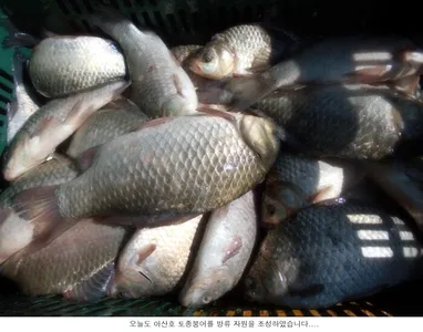 오늘도 붕어는 방류하였는데.....