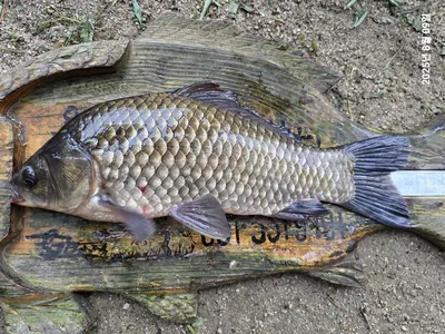 용담대물낚시터 