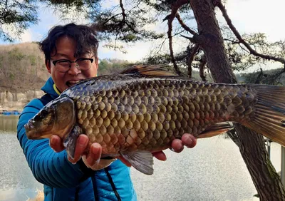 포천용담대물낚시터 개장소식 및 괴물붕어 투입!!