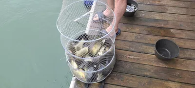 새달 첫주 양평 힐링 수곡낚시터 월,화 주초 조황 편차는 있었네요