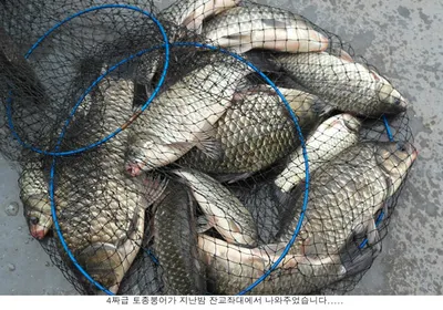 신봉지 5월 세번째 주말조황입니다...