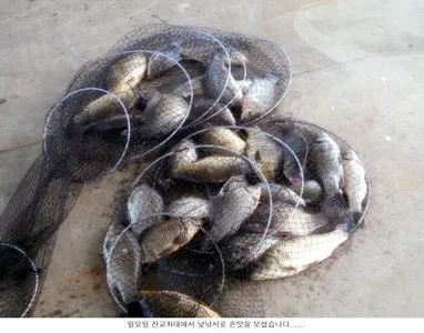 날씨만 좋으면 손맛보는건.....