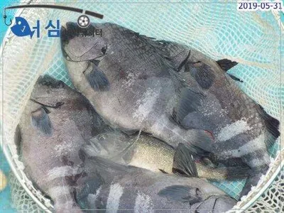 5월31일 어심바다낚시터조황 