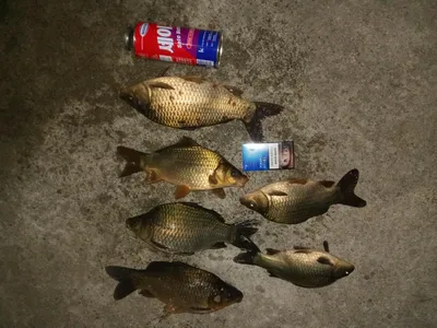 힐링 수곡낚시터 붕어 봄나들이~~