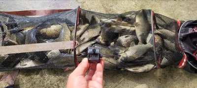 양평 힐링 수곡낚시터 7월 마지막주 주후반 조황 및 붕어방류