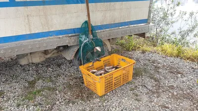 아산 명품 월랑낚시터 7월 두번째 조황이야기입니다...^^