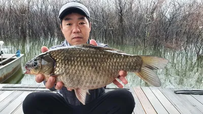 빠르게 기록되는 사짜붕어 조황입니다.