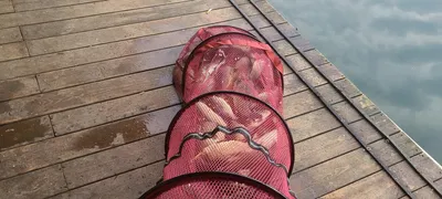 둘째주 주중반 힐링 수곡낚시터 고른조황이나 편차있으며 오늘 붕어 방류 하였습니다