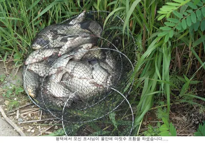 7월을 시작하는 조황입니다...