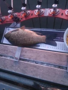 아산 명품 월랑낚시터 10월 첫번째 조황이야기입니다...^^