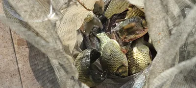 휴가 피서낚시 양평 수곡낚시터 금요일,토요일 조황, 붕어방류