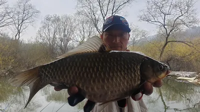고삼지 상류권 포인트!! 붕어들의 반란