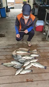 고삼지 계속되는 마리수 조황