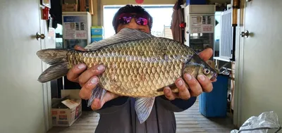 고삼지 상류권 붕어의 움직임 시작!!