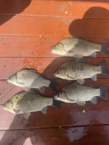 송전지 제일좌대 조황입니다.