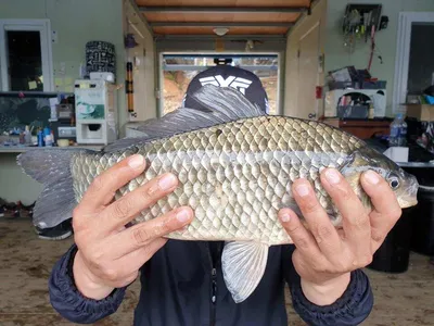 고삼지 상류권, 중류권 대박 조황입니다.