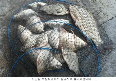 8월 폭염에도 씨알급토종이.....