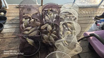 반제지 주말조황정보입니다 