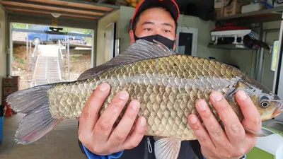 고삼지 사짜붕어외에 대물붕어 움직임 스타트
