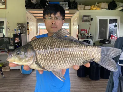 고삼지 최상류권 덩어리붕어 쏟아집니다.