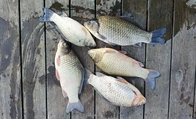 고삼지 고독한 사짜붕어 행보중!!