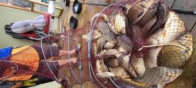 여름휴가 피서낚시 수곡낚시터 주중조황 편차는 있네요