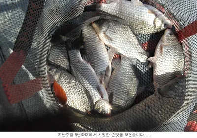 신봉지 방류도하고 조황도 올리고....